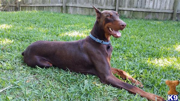 Doberman Pinscher stud dog