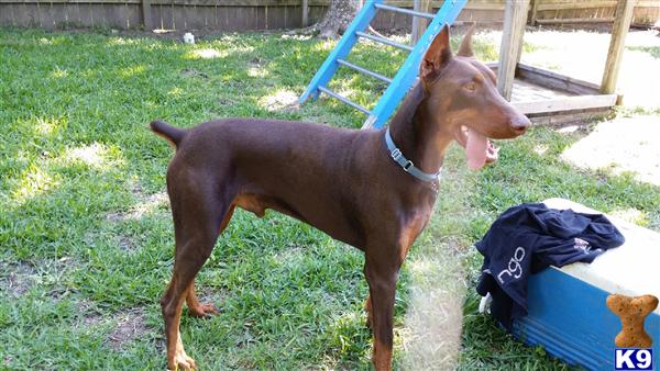 Doberman Pinscher stud dog