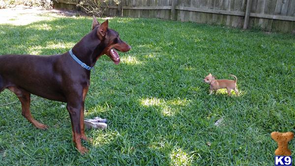 Doberman Pinscher stud dog