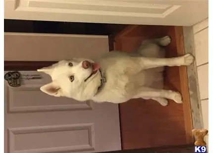 Siberian Husky