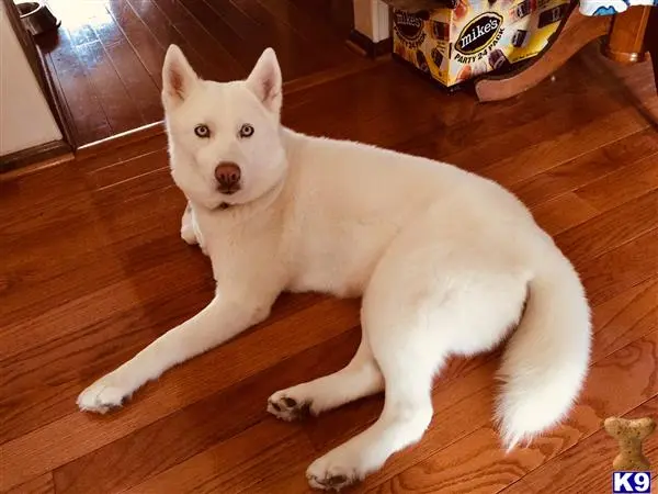 Siberian Husky female dog