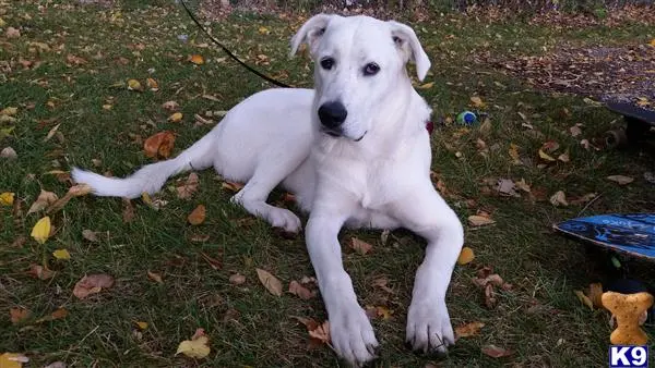 Great Pyrenees stud dog