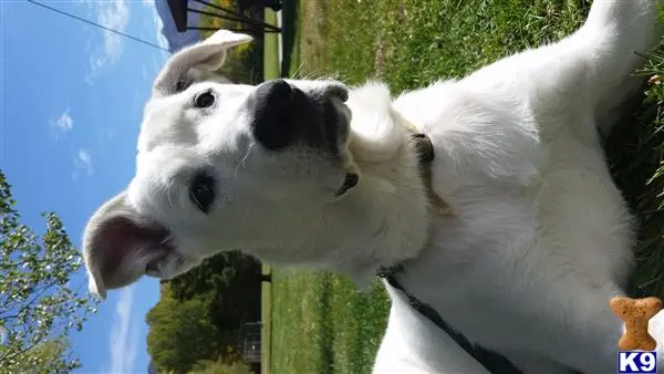 Great Pyrenees stud dog