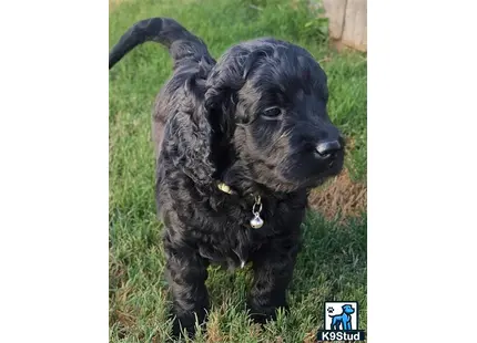 a black goldendoodles dog standing in grass