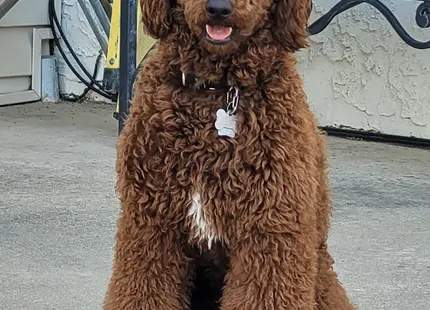 Poodle stud dog: Brown Poodle sitting on a concrete surface, looking at the camera