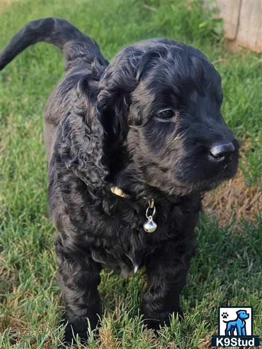 a black goldendoodles dog standing in grass