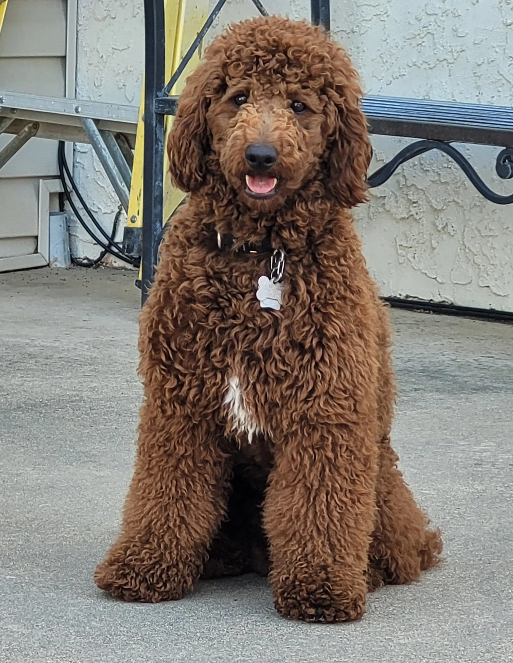 Poodle stud dog