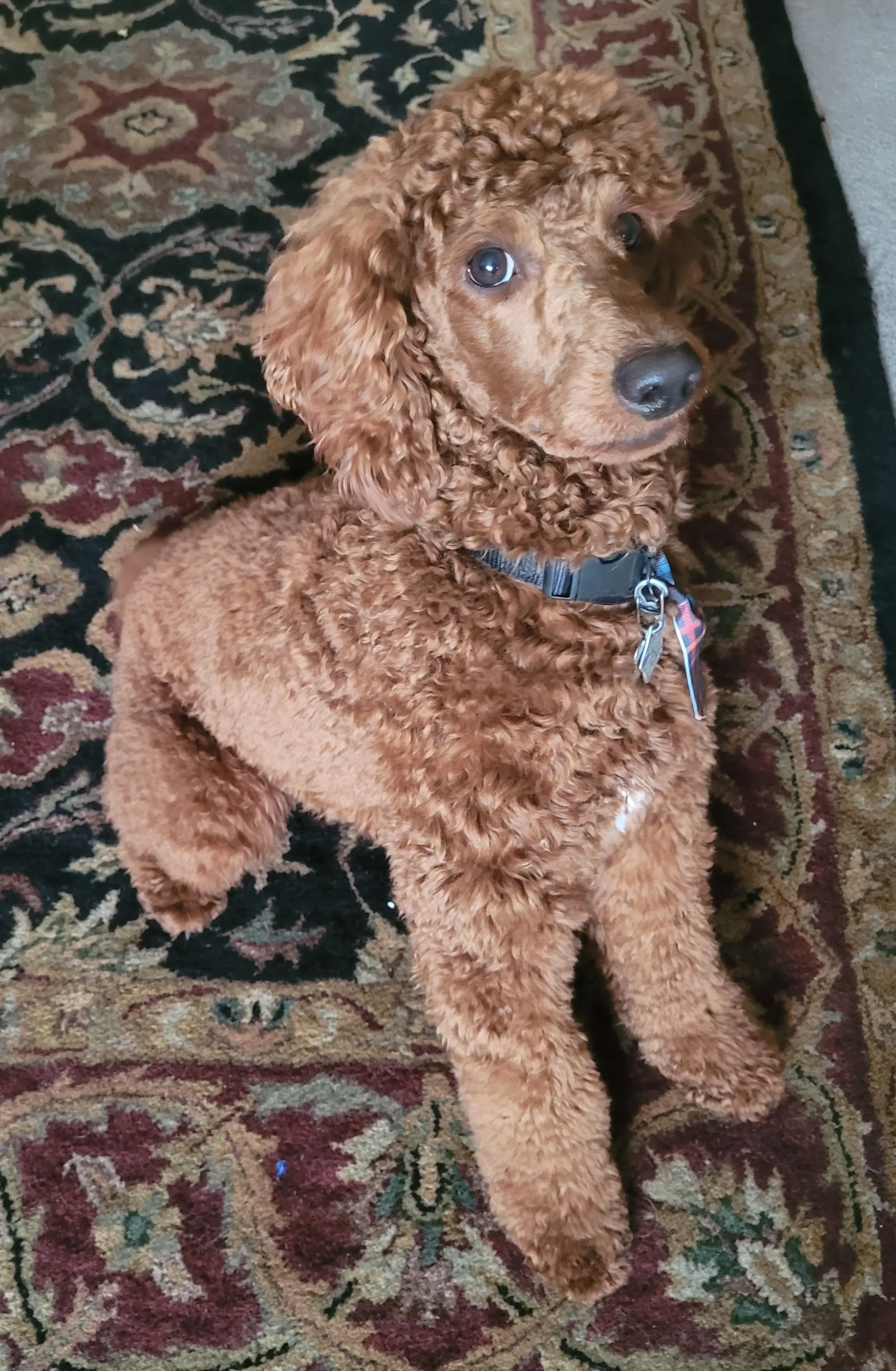 Poodle stud dog: Curly, reddish-brown Poodle sitting on a patterned rug