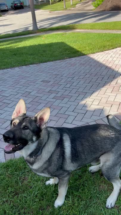 German Shepherd stud dog: Error: Operation returned an invalid status code BadRequest<br/>Stack Trace:    at Microsoft.Azure.CognitiveServices.Vision.ComputerVision.ComputerVisionClient.<DescribeImageInStreamWithHttpMessagesAsync>d__41.MoveNext()
--- End of stack t