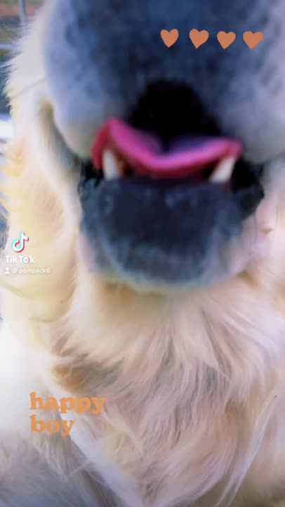 Golden Retriever stud dog: Error: Operation returned an invalid status code BadRequest<br/>Stack Trace:    at Microsoft.Azure.CognitiveServices.Vision.ComputerVision.ComputerVisionClient.<DescribeImageInStreamWithHttpMessagesAsync>d__41.MoveNext()
--- End of stack t