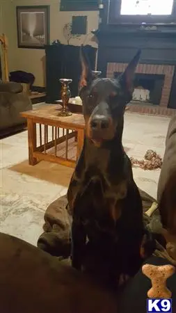 Doberman Pinscher