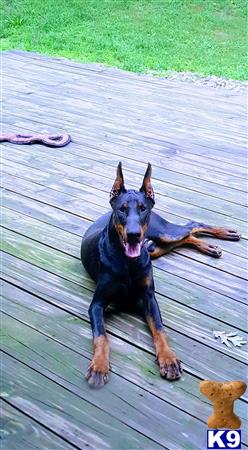 Doberman Pinscher dog