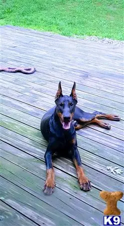 Doberman Pinscher stud dog