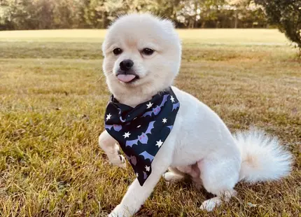 Pomeranian stud dog: Fluffy white Pomeranian wearing a patterned bandana in a grassy field