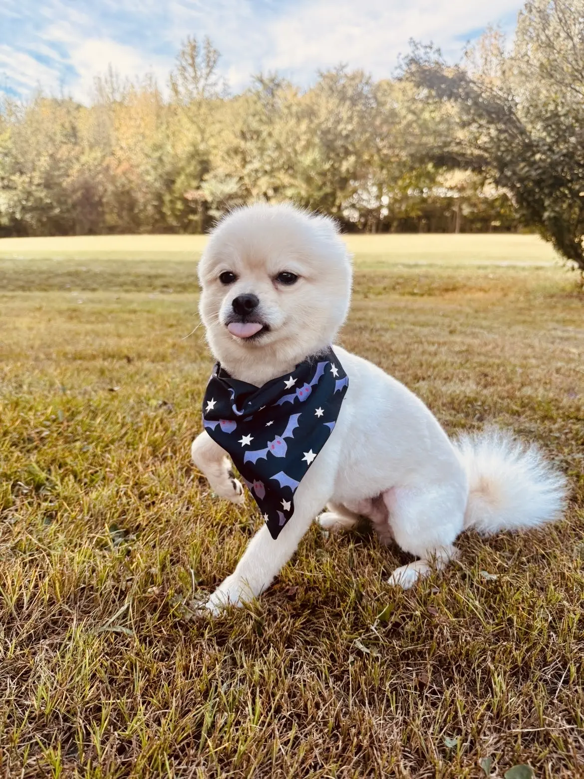 Pomeranian stud dog: Fluffy white Pomeranian wearing a patterned bandana in a grassy field
