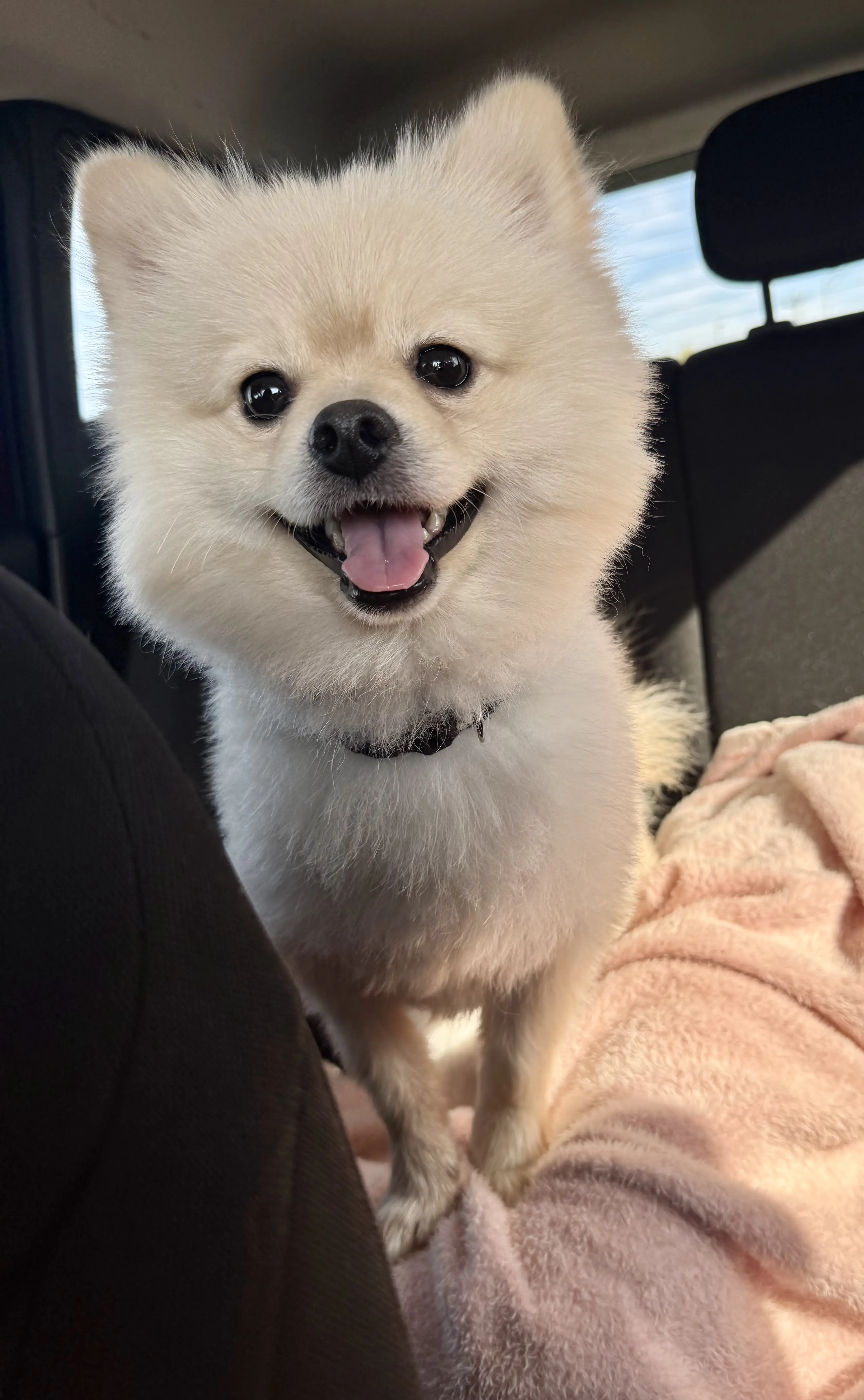 Pomeranian stud dog: Fluffy white Pomeranian smiling in a car setting
