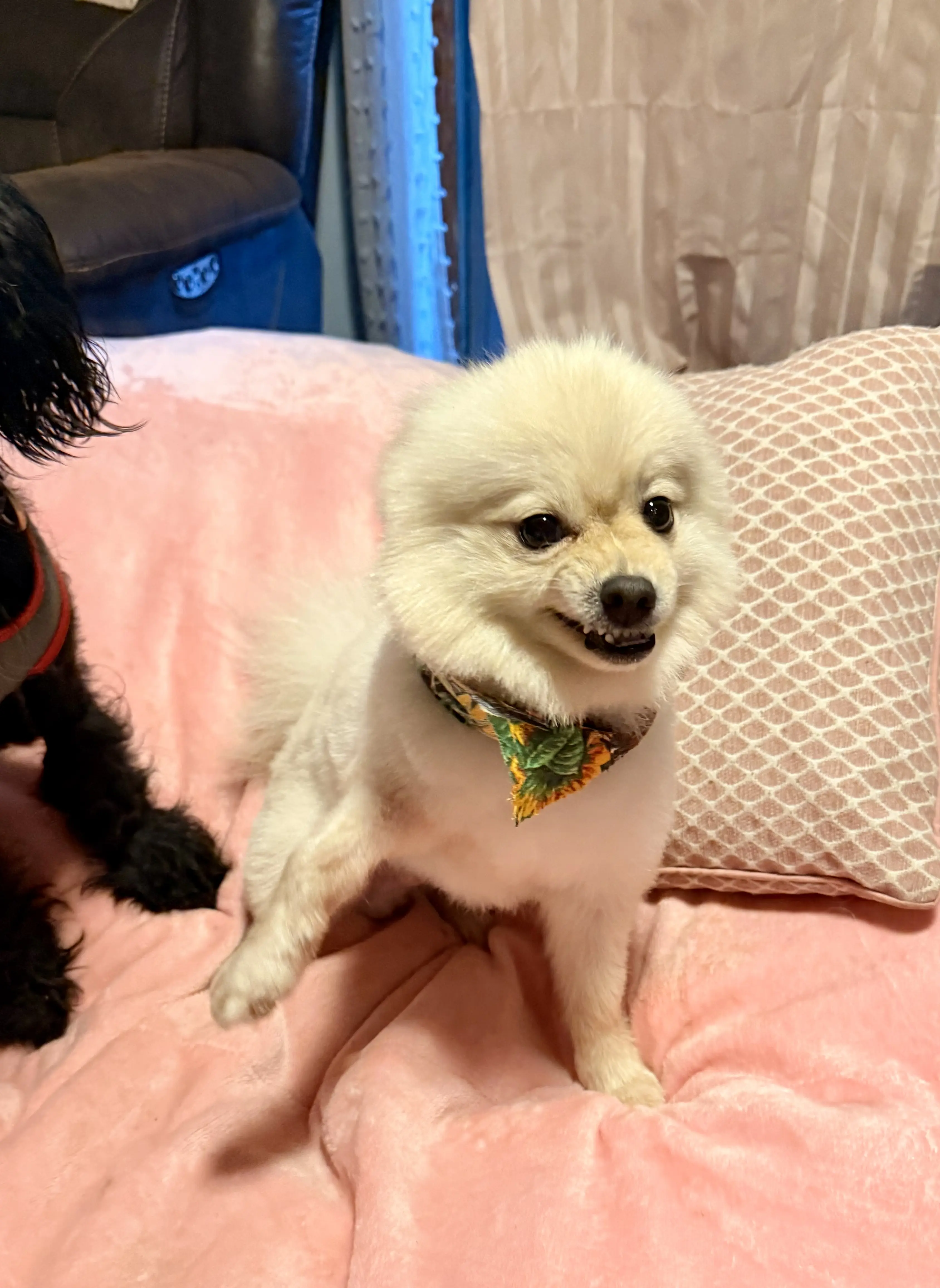 Pomeranian stud dog: Fluffy white Pomeranian wearing a colorful bandana on a pink blanket