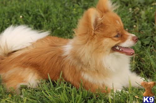 Pomeranian stud dog