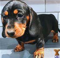 dachshund puppy posted by zamanizulu1
