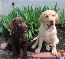 Stunning Fox Red Labrador Puppies Forsale available Labradoodle puppy located in Los Angeles