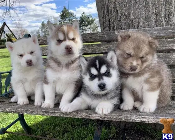 Siberian Husky puppy for sale