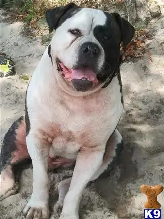 American Bulldog stud dog