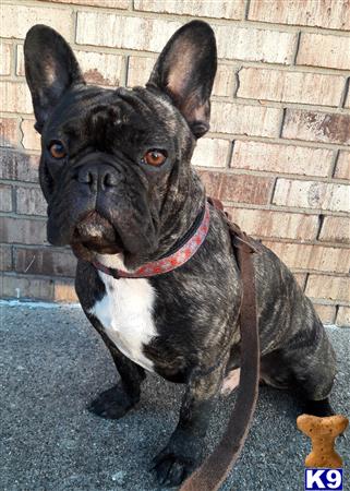 a black and white french bulldog dog
