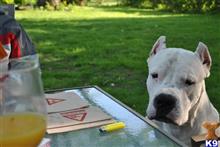 Dogo Argentino