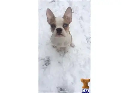 French Bulldog