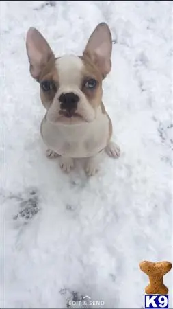 French Bulldog stud dog