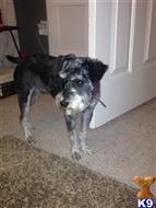 Moses available Miniature Schnauzer puppy located in WILLOW SPRING