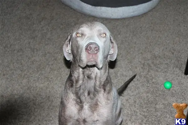 Labrador Retriever stud dog