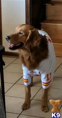 Golden Retriever stud dog