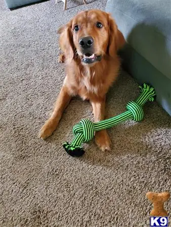 Golden Retriever stud dog