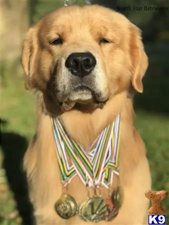 Golden Retriever stud dog