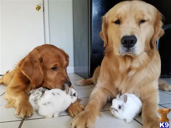 Golden Retriever stud dog