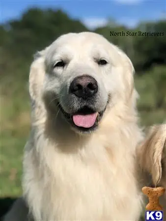 Golden Retriever stud dog