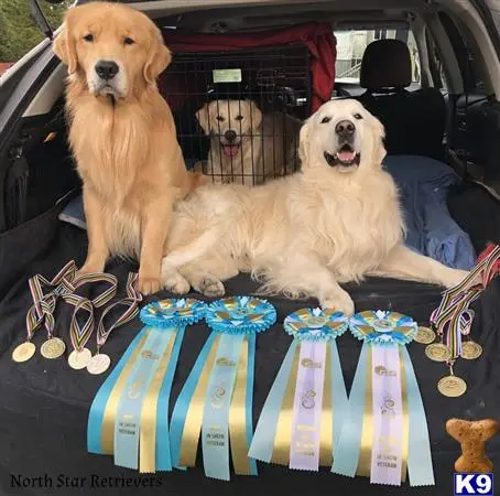 Golden Retriever stud dog