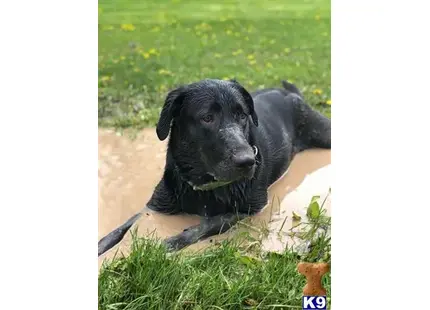 Labrador Retriever