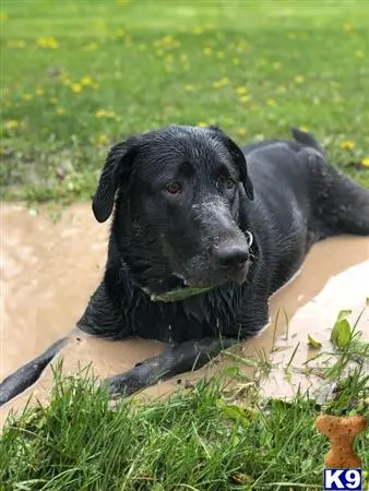 Labrador Retriever stud dog