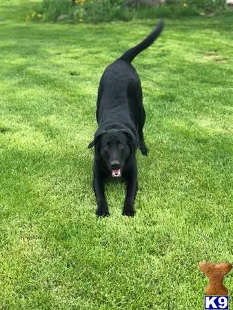 Labrador Retriever stud dog