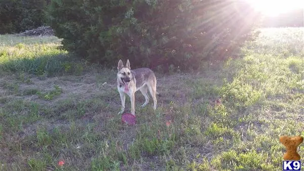 German Shepherd female dog