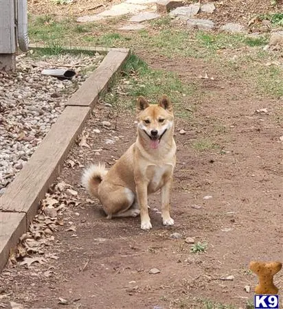 Shiba Inu stud dog