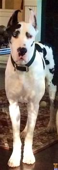 Great Dane stud dog: Black and white Great Dane standing indoors on a rug