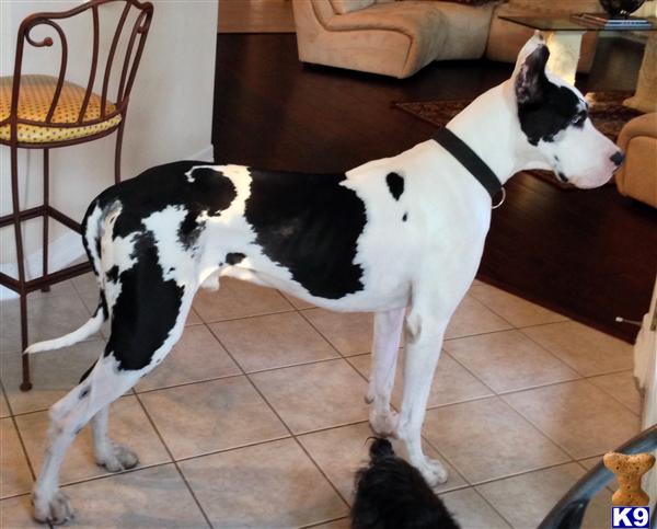 Great Dane stud dog