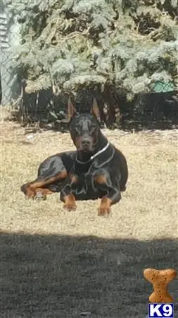 Doberman Pinscher stud dog