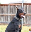 Doberman Pinscher stud dog: Black and tan Doberman Pinscher sitting outdoors with a collar
