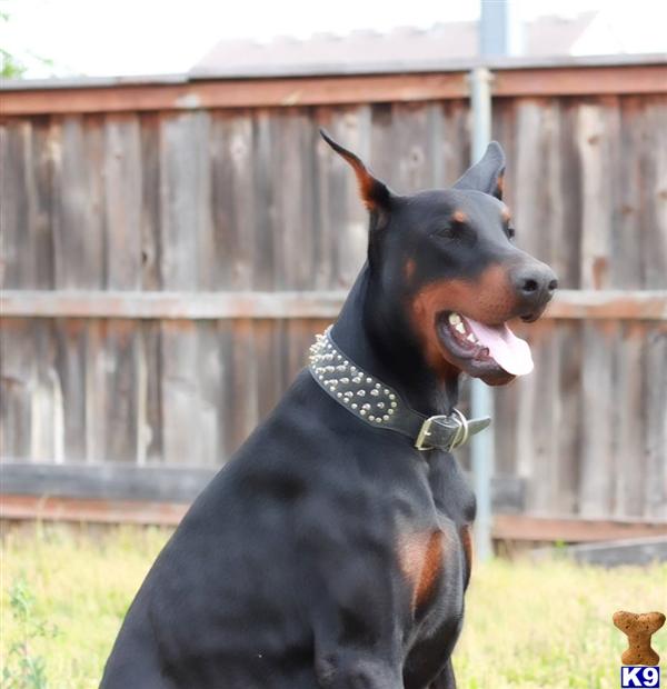 Doberman Pinscher stud dog