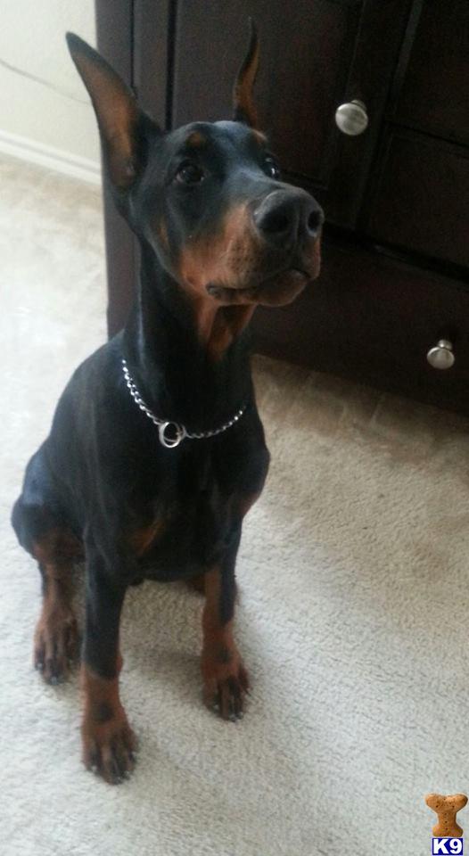 Doberman Pinscher stud dog