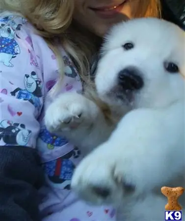 Great Pyrenees stud dog